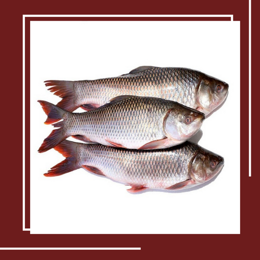 Rahu fresh  Fish