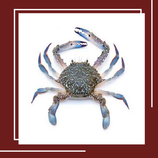 Crab (Blue or Brown)