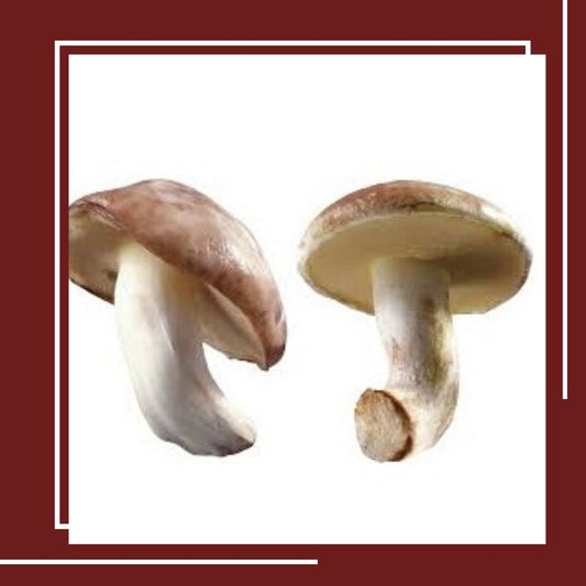 Mushrooms in London|Garlic Mushrooms in UK|Quality Best Mushroom in UK