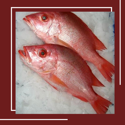 Red Snapper fresh